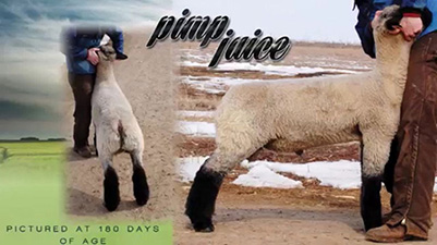 Pimp Juice