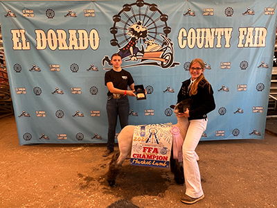 Reserve Champion FFA Market Lamb
El Dorado County Fair